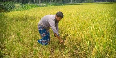 হারভেস্টার ও শ্রমিক সংকটে বিপাকে ময়মনসিংহের কৃষক
