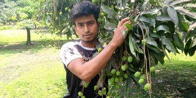 দিনাজপুরে ৩৬ হাজার টন লিচু উৎপাদনের আশা