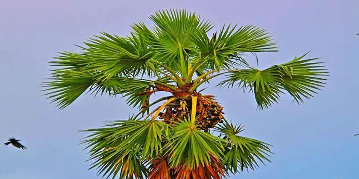 বাউফলে তালগাছ থেকে পড়ে যুবকের মৃত্যু