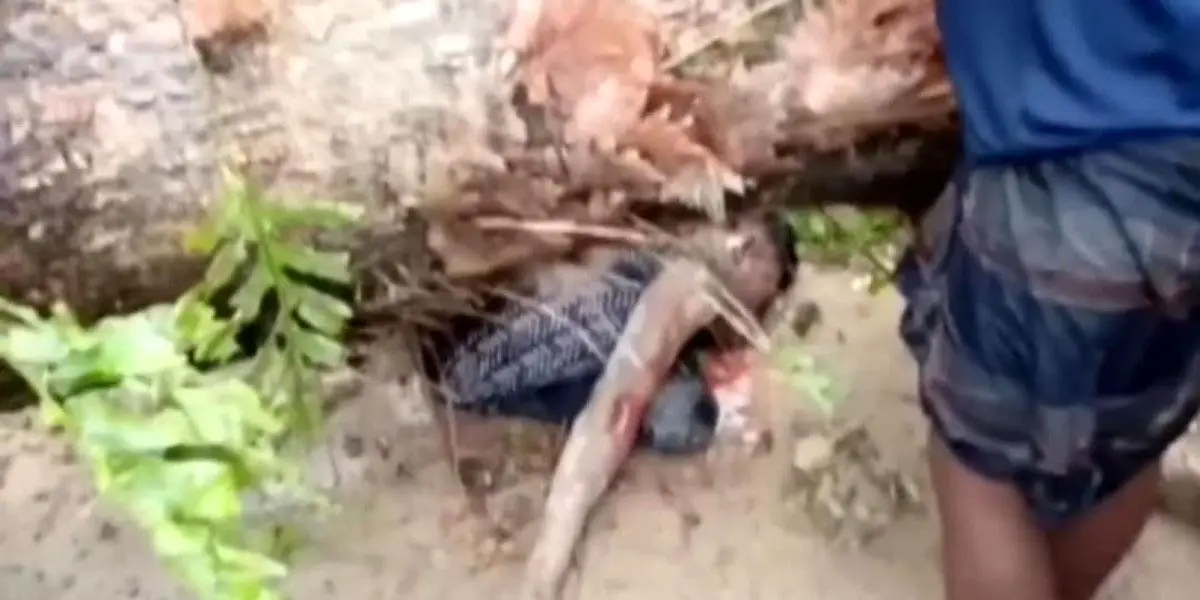 ময়মনসিংহে কালবৈশাখী ঝড়ে প্রাণ গেলো ২ জনের