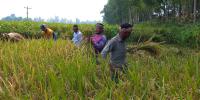 গাইবান্ধায় চলছে ধান কাটার উৎসব