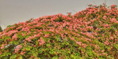 নান্দনিক সৌন্দর্যের ফুল ক্যাসিয়া জাভানিকা
