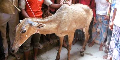 পঞ্চগড়ে ভারতীয় নীলগাই উদ্ধার