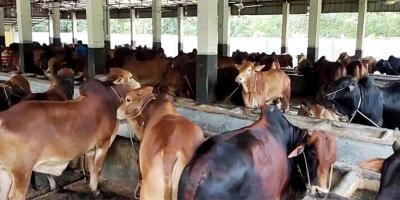 কুমিল্লায় ৩২ কোটি টাকার গরু বিক্রির আশা