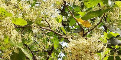 বনের রাজা শাল বৃক্ষ