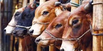 চট্টগ্রামে ঈদুল আজহা এলে বাড়ে গরু ডাকাতি