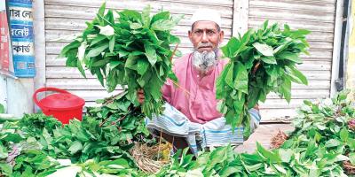 দাউদকান্দিতে পাটশাকে কৃষকের বাড়তি আয়