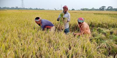 জয়পুরহাটে চলছে ধান কাটার ধুম