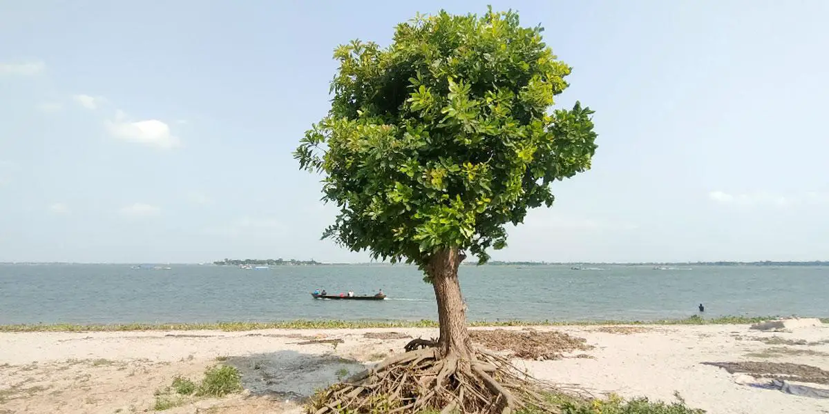 মায়াদ্বীপে হিজলের হাতছানি