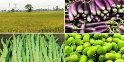 বেশি দামে ২৮ চাল বিক্রি, সেঞ্চুরিতে বেগুন শজনে ডাঁটা কাঁকরোল