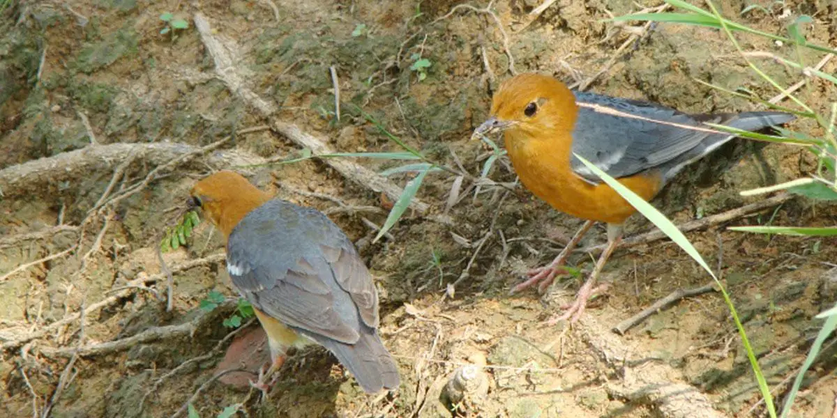 শান্তিপ্রিয় কমলা দামা