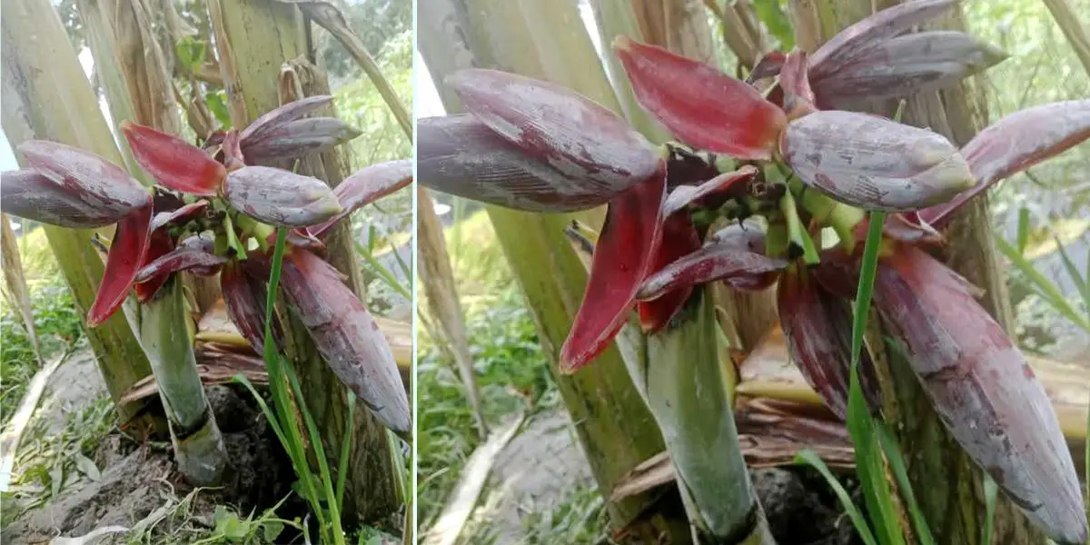 ১৬ ইঞ্চি কলাগাছে ৭ মোচা