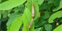 মায়াদ্বীপের টাইগার সারস মাছি