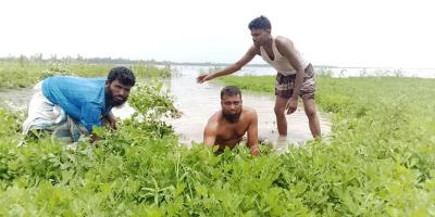 তিস্তার ঢলে বাদাম খেত  তলিয়ে বিপদে কৃষক