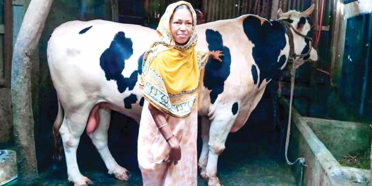 রাজাবাবুর দাম হাঁকানো হয়েছে ১৫ লাখ
