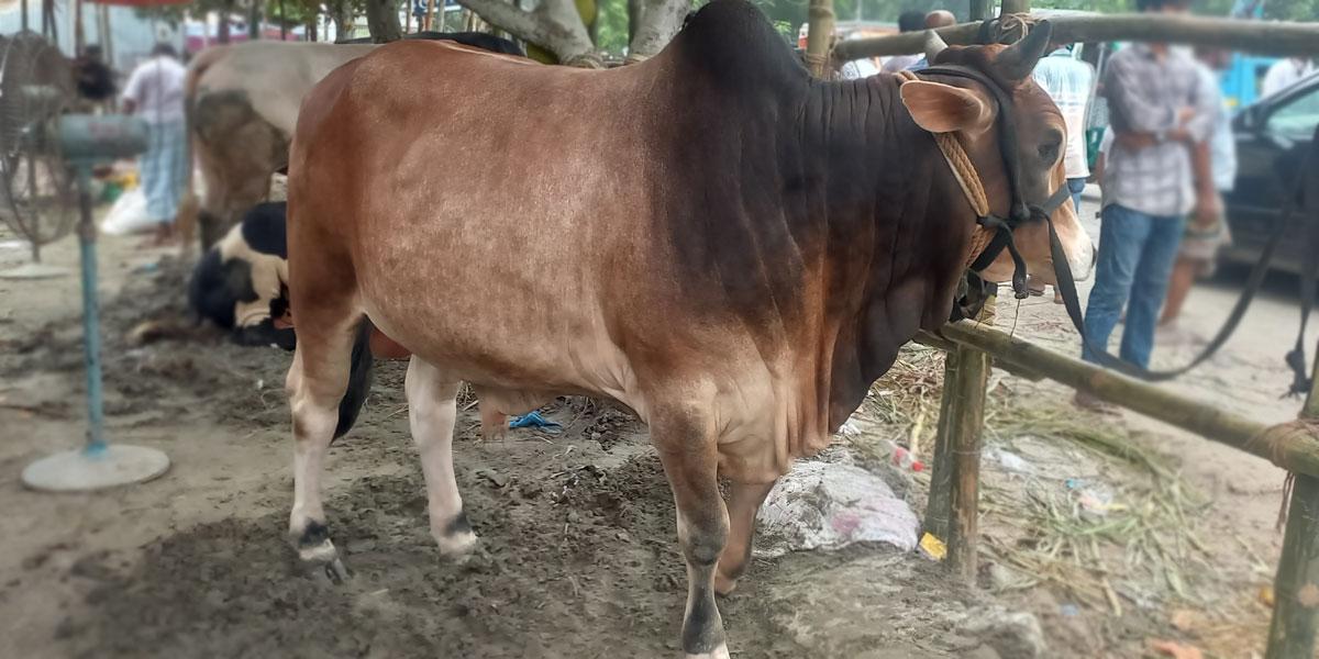 রংপুরে পশুখাদ্যের দাম বেশি হওয়ায় লোকসানের শঙ্কা