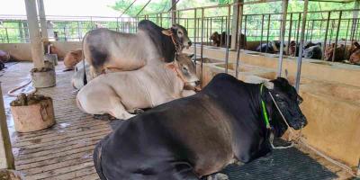 চুয়াডাঙ্গায় চাহিদার চেয়ে ৭৫ হাজারের বেশি কোরবানির পশু প্রস্তুত