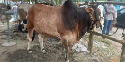রংপুরে পশুখাদ্যের দাম বেশি হওয়ায় লোকসানের শঙ্কা