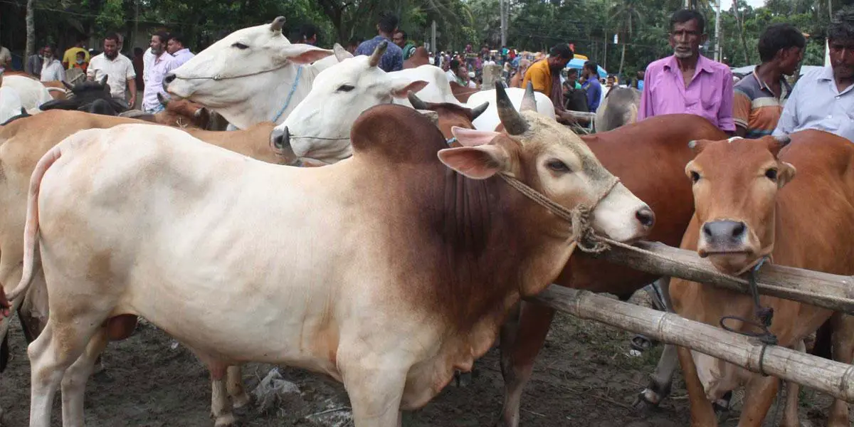 পশুর হাট চালুর আগেই তৎপর অজ্ঞান পার্টি