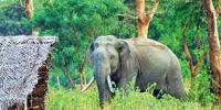 শেরপুরে বন্যহাতির আক্রমণে  প্রাণ গেল দুজনের