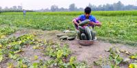 ‘বাঙ্গির গ্রাম’ শোলধারা