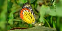 রঙিন ডানার ধূপ নকশি