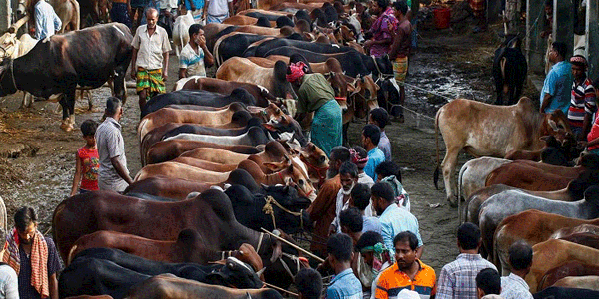 আফতাবনগর ও মেরাদিয়ায় পশুর হাট বসবে না