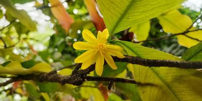 এখনো ফুটছে কনকচাঁপা