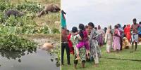 গজারিয়ায় জোয়ারের পানিতে ভেসে গেল শতাধিক গরু