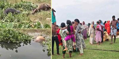 গজারিয়ায় জোয়ারের পানিতে ভেসে গেল শতাধিক গরু