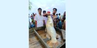 হাতিয়ায় জেলের জালে ২৫ কেজির কোরাল