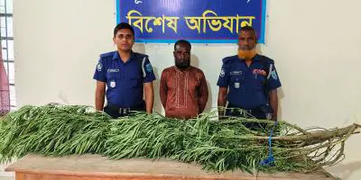 ভূরুঙ্গামারীতে গাঁজা গাছসহ আটক ১