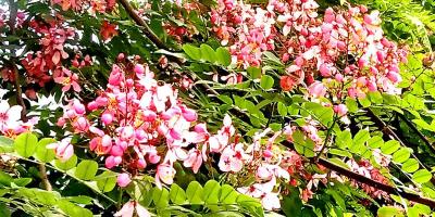 গোলাপি সোনাইলের বর্ণিল উচ্ছ্বাস