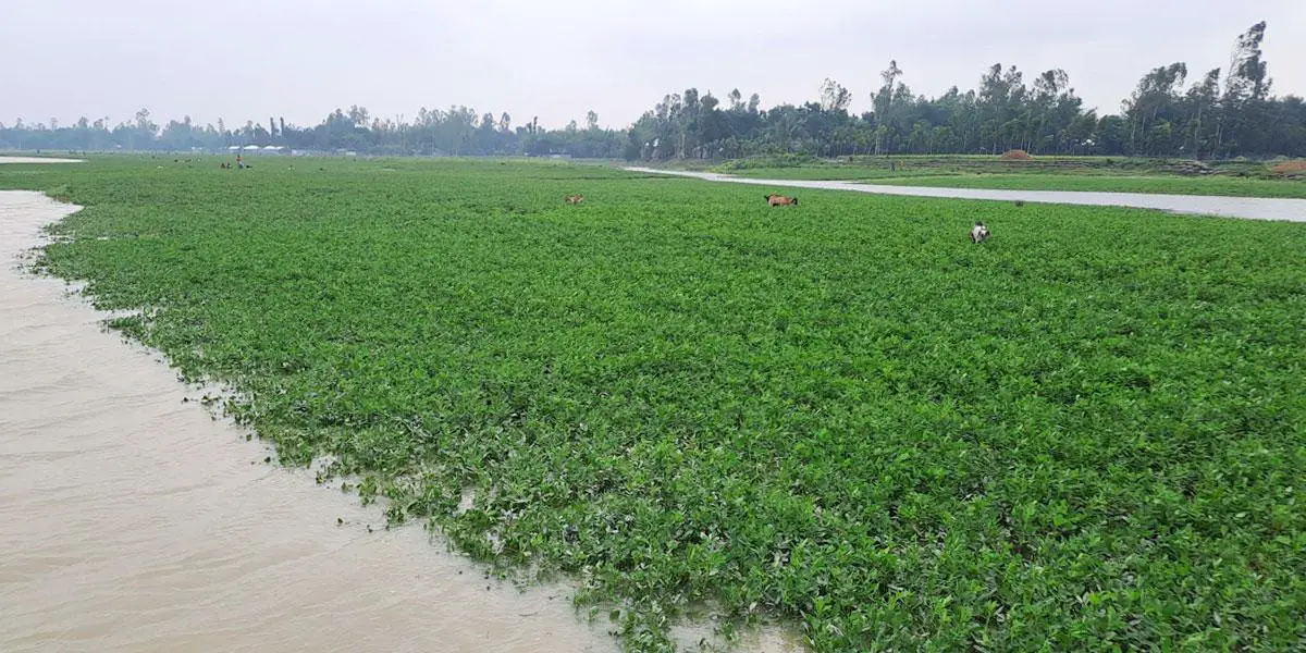 কুড়িগ্রামে বৃষ্টিতে ফসলের ক্ষতি, দুশ্চিন্তায় কৃষক