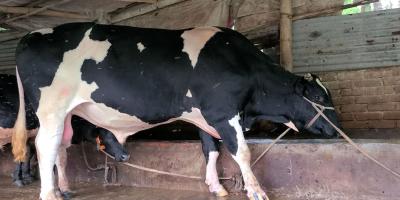 সাড়া ফেলেছে ‘কালাবাহাদুর’