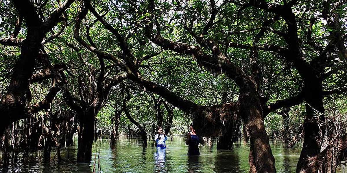 রহস্যঘেরা জুগিরকান্দি মায়াবন: সিলেটের এক জলজ রূপকথা