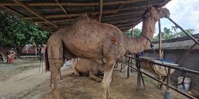 বেনাপোলে ঈদুল আজহার চমক ৭ উট