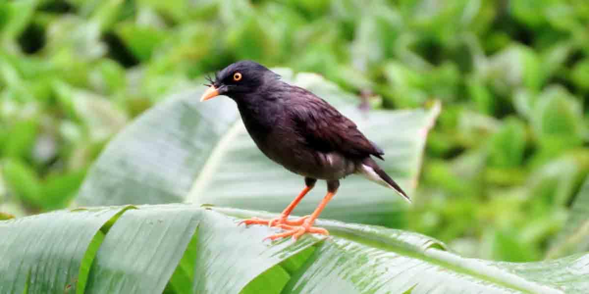 দেখা পেলাম ঝুঁটি শালিকের