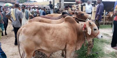 নড়াইলে জমে উঠেছে নড়াইলের পশুর হাট
