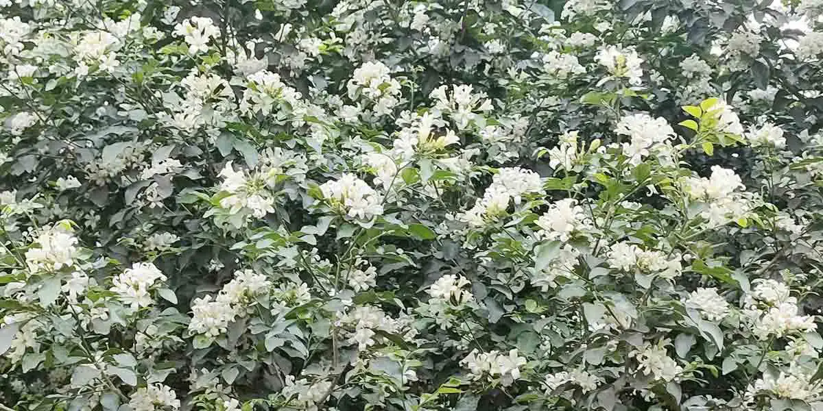 ঝরে যায় কামিনী ফুল