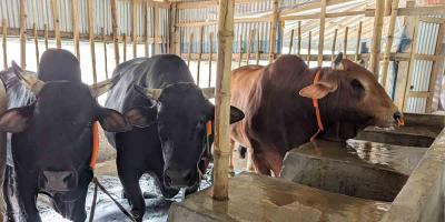 ৩ ষাঁড় একসঙ্গে কিনলে ওমরাহ ফ্রি