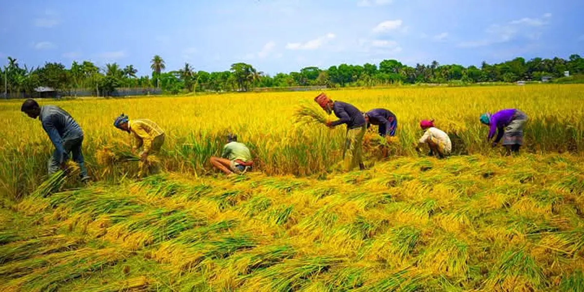 যশোরে ধানের ভালো দাম পাওয়ায় খুশি কৃষক