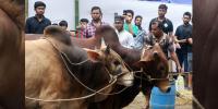 রাজধানীতে জমেনি পশুর হাট