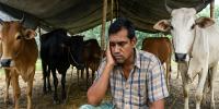কোরবানির পশু বিক্রি না হওয়ায় বিপাকে খামারিরা