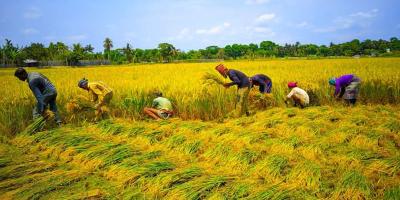 যশোরে ধানের ভালো দাম পাওয়ায় খুশি কৃষক