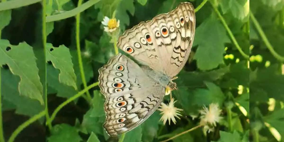 ধূসর শিখীপর্ণ প্রজাপতি