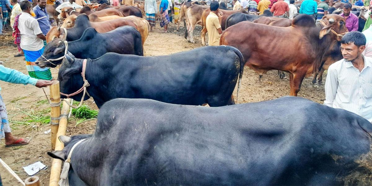 লালমনিরহাটে মাঝারি গরুর চাহিদা বেশি