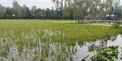 তিস্তার পানি বাড়ায় চরাঞ্চলে ফসলের ব্যাপক ক্ষতি, দুশ্চিন্তায় কৃষক