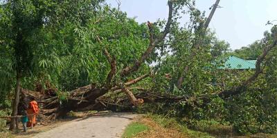 পঞ্চগড়ে ঝড়ে ব্যাপক ক্ষয়ক্ষতি, বিদ্যুৎ ও ইন্টারনেট সেবা বিপর্যস্ত