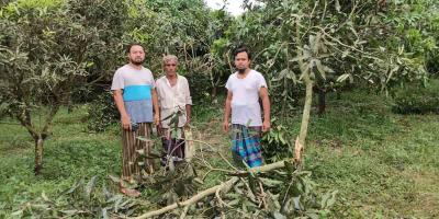 সাতকানিয়ায় বন্যহাতির তাণ্ডবে অসহায় কৃষক, নীরব বনবিভাগ